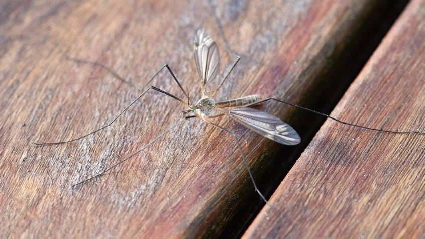 Am Bodensee droht Mückenplage, © Pixabay Am Bodensee droht Mückenplage, © Pixabay