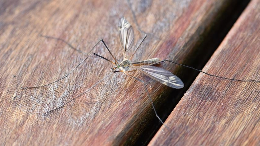 Am Bodensee droht Mückenplage, © Pixabay