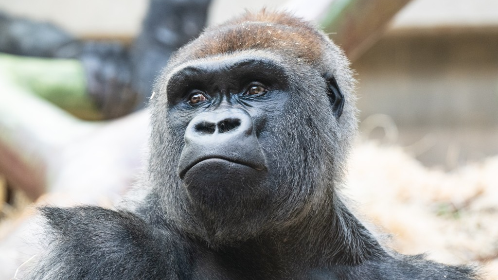 © Zoo Basel