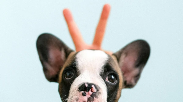 «Mi Hündeli koschtet und di Kinderwaage öppe nit?», © Anna Shvets «Mi Hündeli koschtet und di Kinderwaage öppe nit?», © Anna Shvets