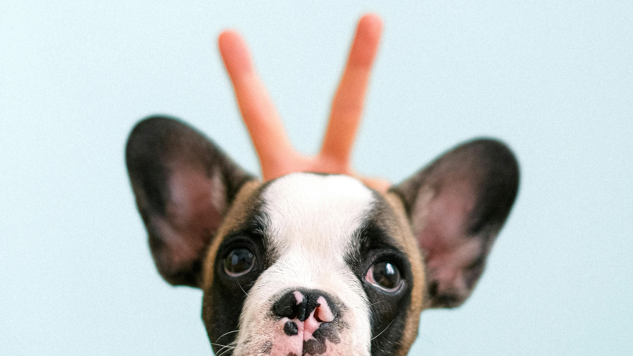 © Anna Shvets © Anna Shvets