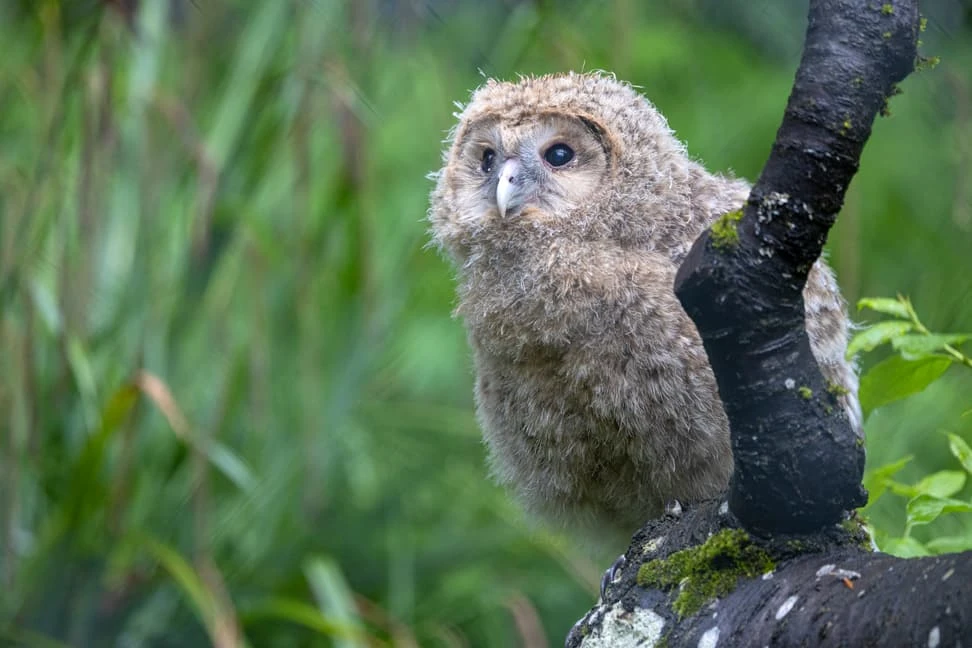 Zürcher Habichtskäuze ziehen nach Österreich, © Zoo Zürich Zürcher Habichtskäuze ziehen nach Österreich, © Zoo Zürich