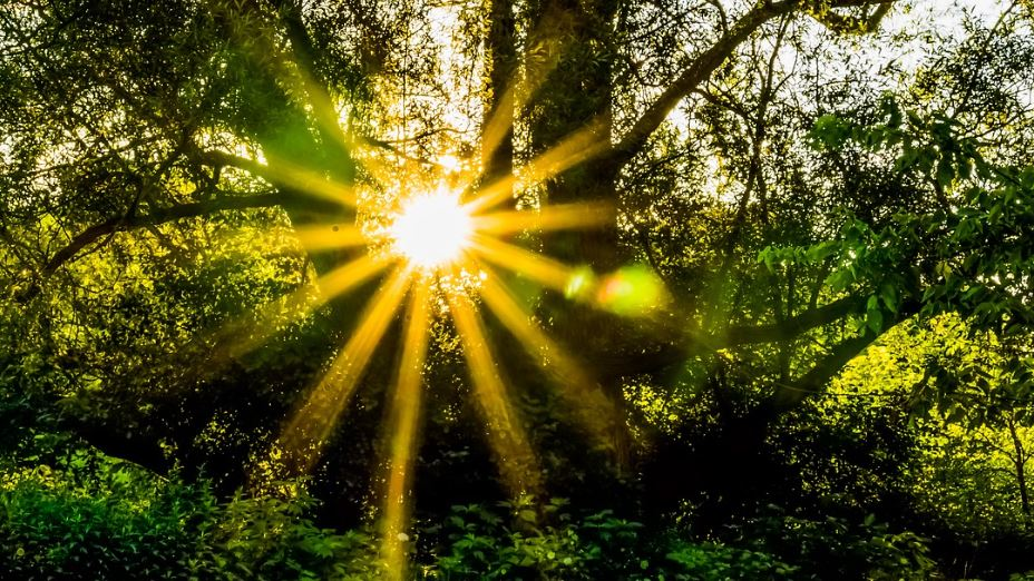 Aktionsplan Biodiversität 2030+ geht in die öffentliche Konsultation, © Symbolbild Pixabay