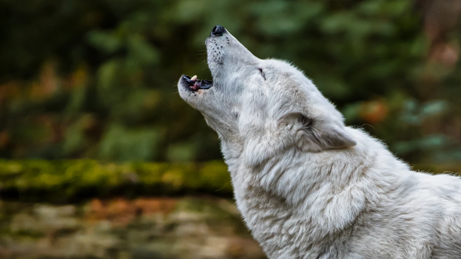 Wolf Bundesrat Abschuss Herdenschutz, © Jason Renfrow Photography Wolf Bundesrat Abschuss Herdenschutz, © Jason Renfrow Photography