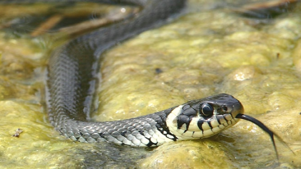 Landtiere - Die Ringelnatter, © Quelle Frank Derer, Nabu