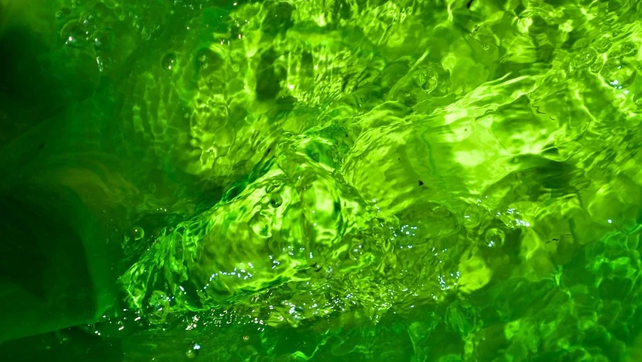 Alter Rhein in Höchst ist grün verfärbt, © Pixabay Alter Rhein in Höchst ist grün verfärbt, © Pixabay