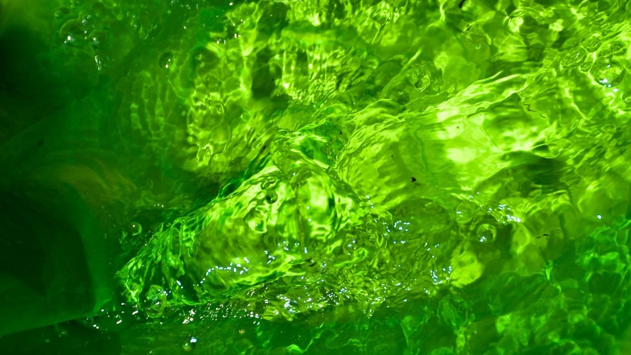 Alter Rhein in Höchst ist grün verfärbt, © Pixabay