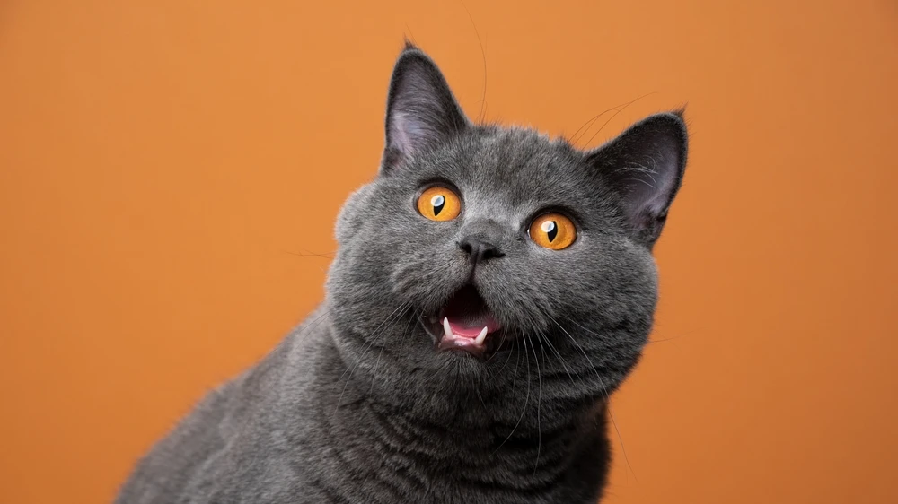 Hollanda'dan Kedi Sahiplenme Yasağı: Scottish ve Sphynx Kedileri Yasaklandı!, © shutterstock Hollanda'dan Kedi Sahiplenme Yasağı: Scottish ve Sphynx Kedileri Yasaklandı!, © shutterstock