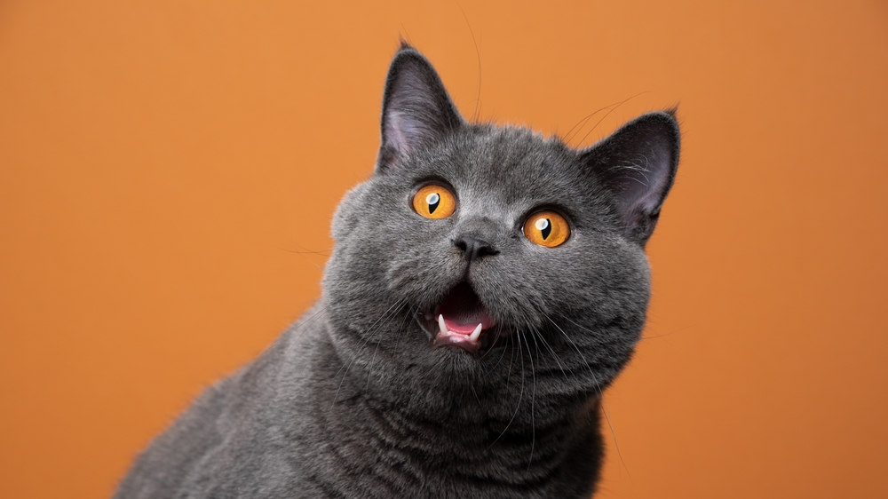 Hollanda'dan Kedi Sahiplenme Yasağı: Scottish ve Sphynx Kedileri Yasaklandı!, © shutterstock