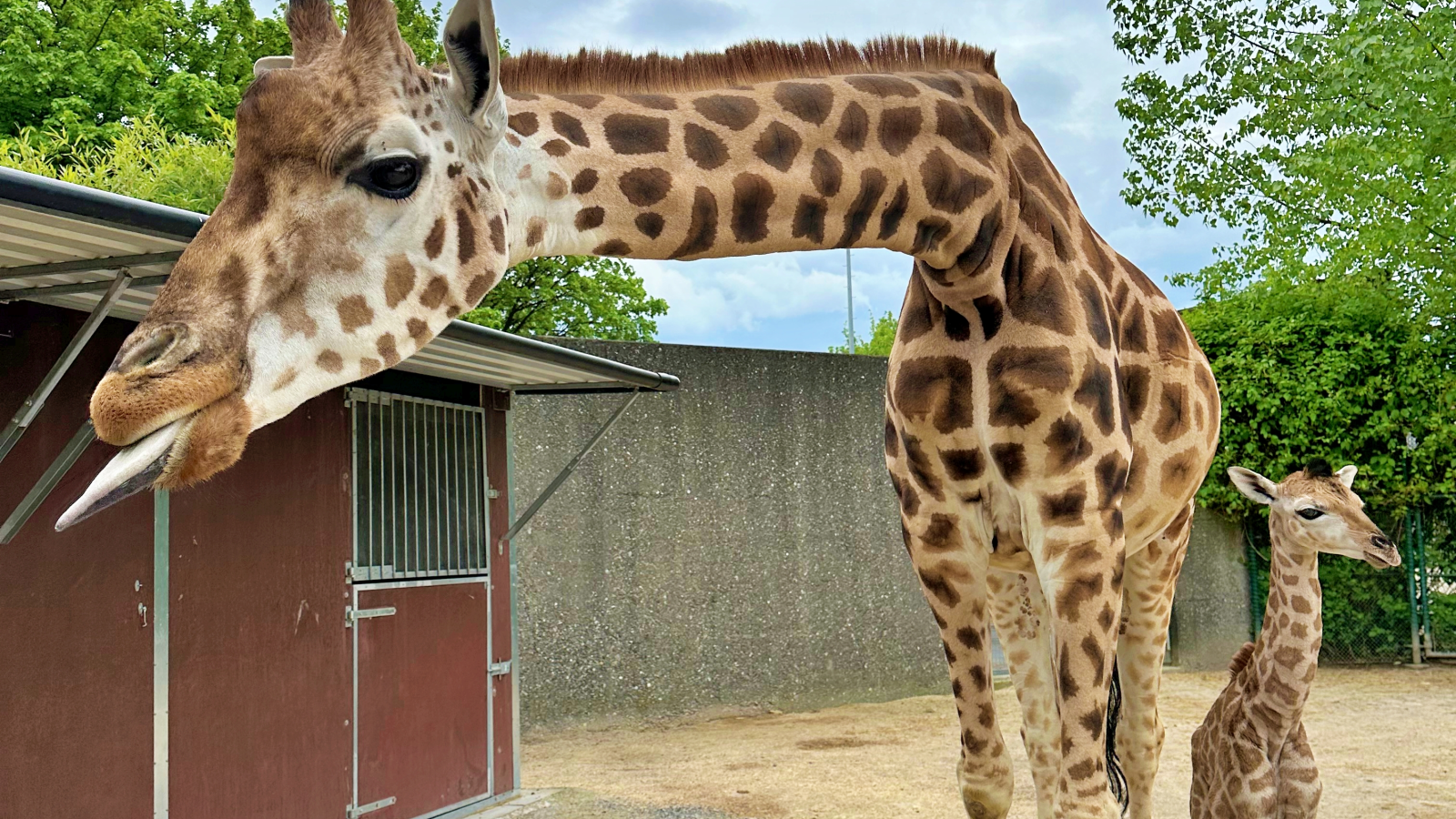 Namenssuche für das neue Giraffenmädchen im Knies Kinderzoo Rapperswil, © Knies Kinderzoo