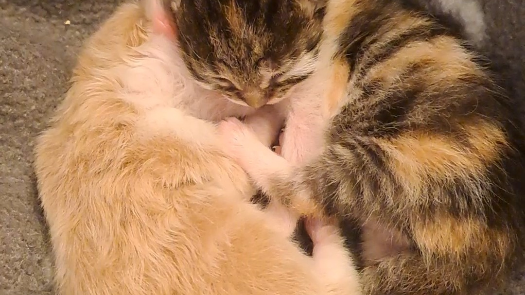 Yine Yedi Kedi Terk Edildi!, © -/Tierschutzverein München e.V. /dpa - Sembol Foto