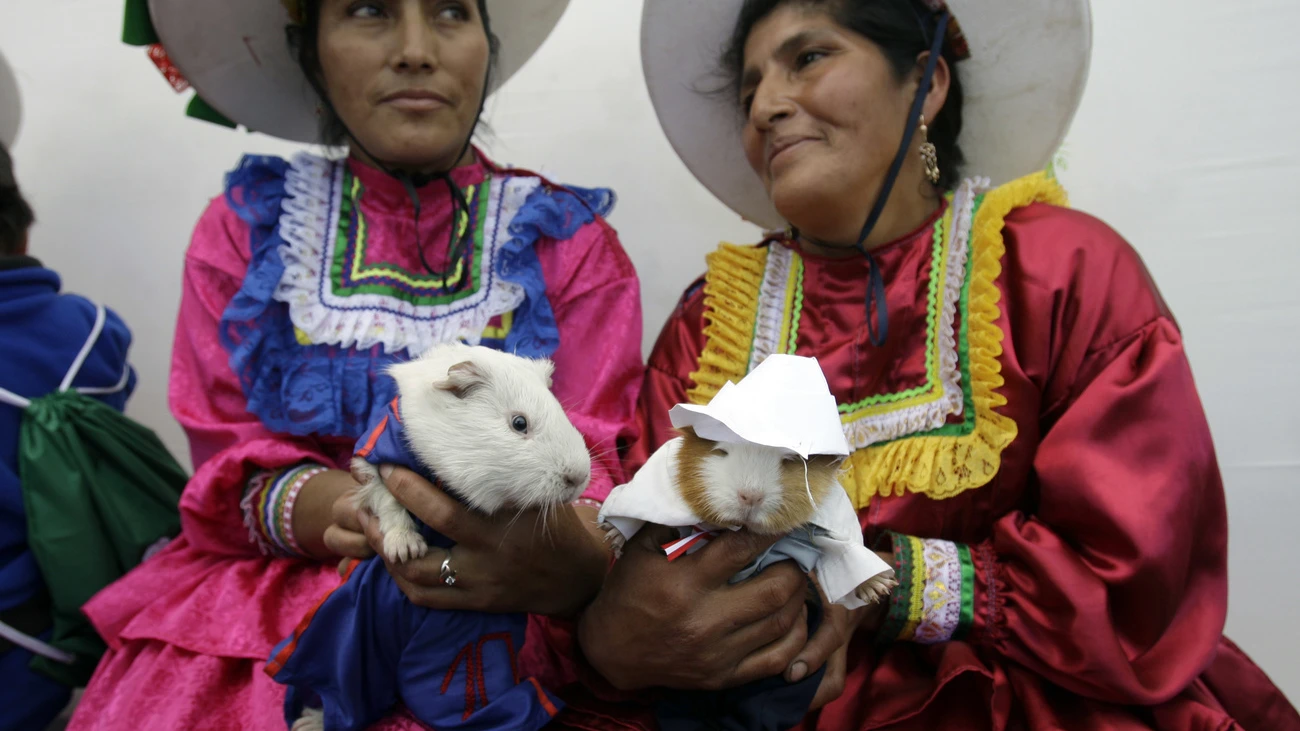 Meerschweinchen, © Keystone-SDA Meerschweinchen, © Keystone-SDA