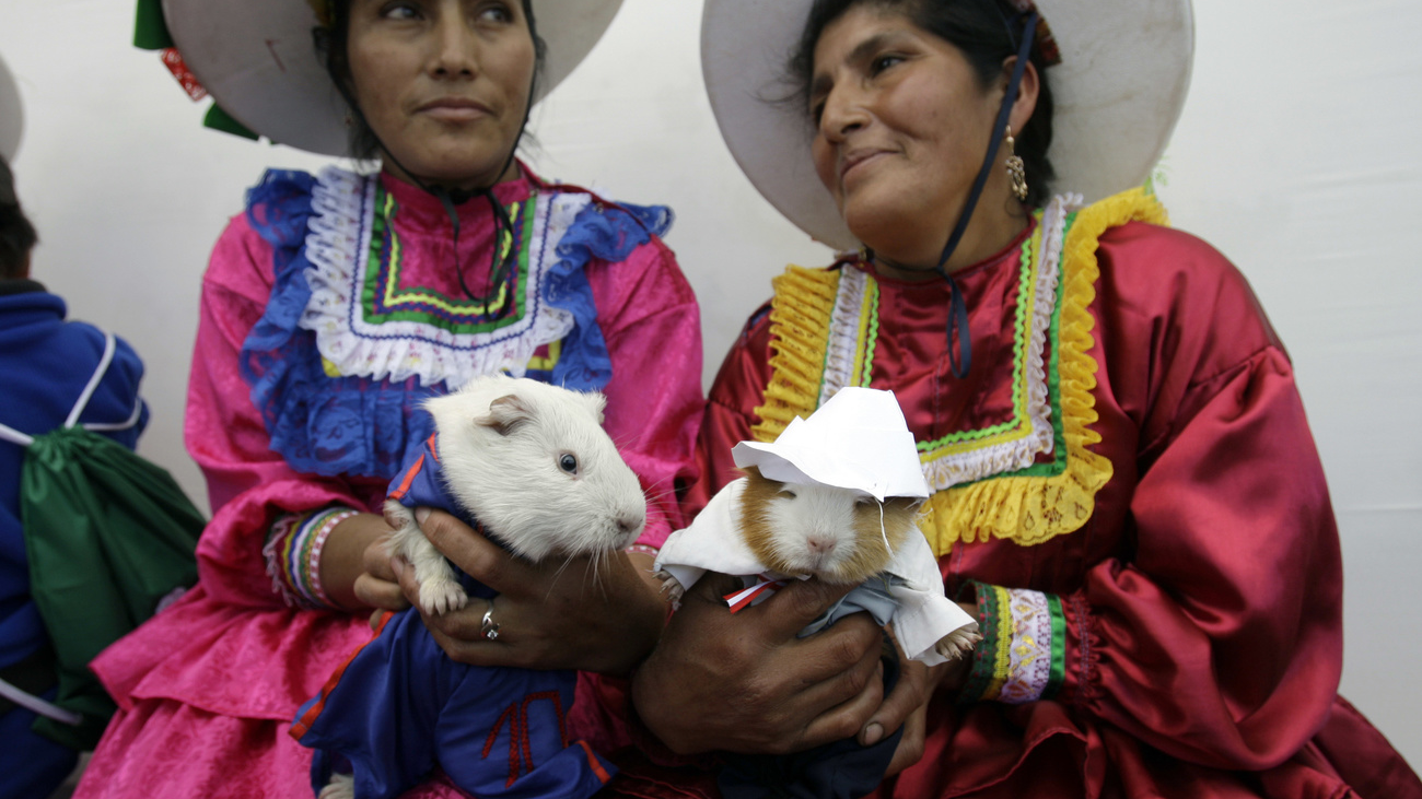 Meerschweinchen, © Keystone-SDA