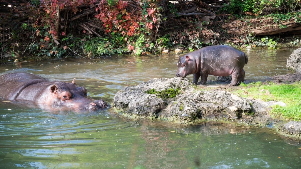 Über 18 Millionen Franken Spenden für Basler Zolli, © zoobasel.ch Über 18 Millionen Franken Spenden für Basler Zolli, © zoobasel.ch