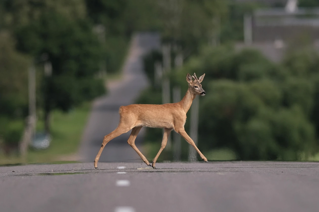 Durch die Zeitumstellung drohen nun mehr Wildunfälle, © gorid photo Shutterstock Durch die Zeitumstellung drohen nun mehr Wildunfälle, © gorid photo Shutterstock