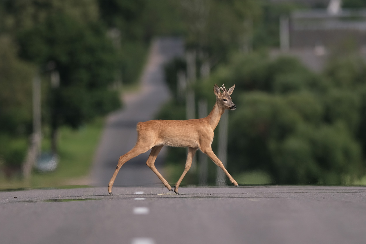Durch die Zeitumstellung drohen nun mehr Wildunfälle, © gorid photo Shutterstock