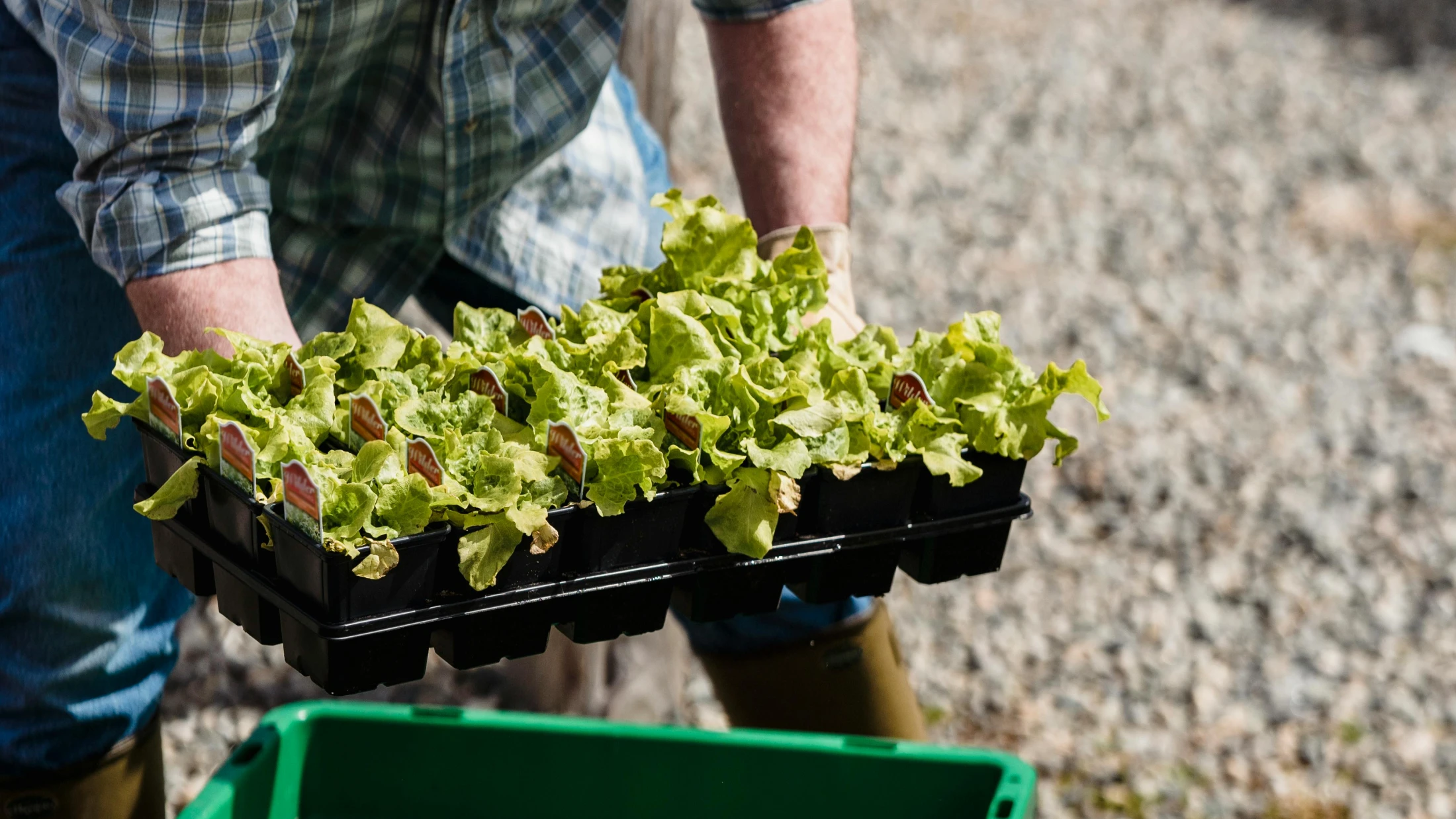 © Greta Hoffman © Greta Hoffman