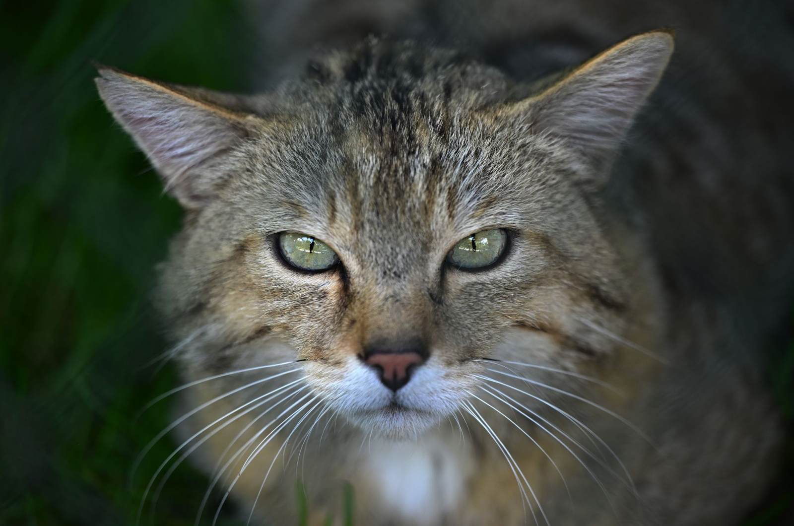 Im Wildkatzendorf Hütscheroda werden fünf Wildkatzen und ein Luchspaar gehalten. (Archivbild), © Martin Schutt/dpa