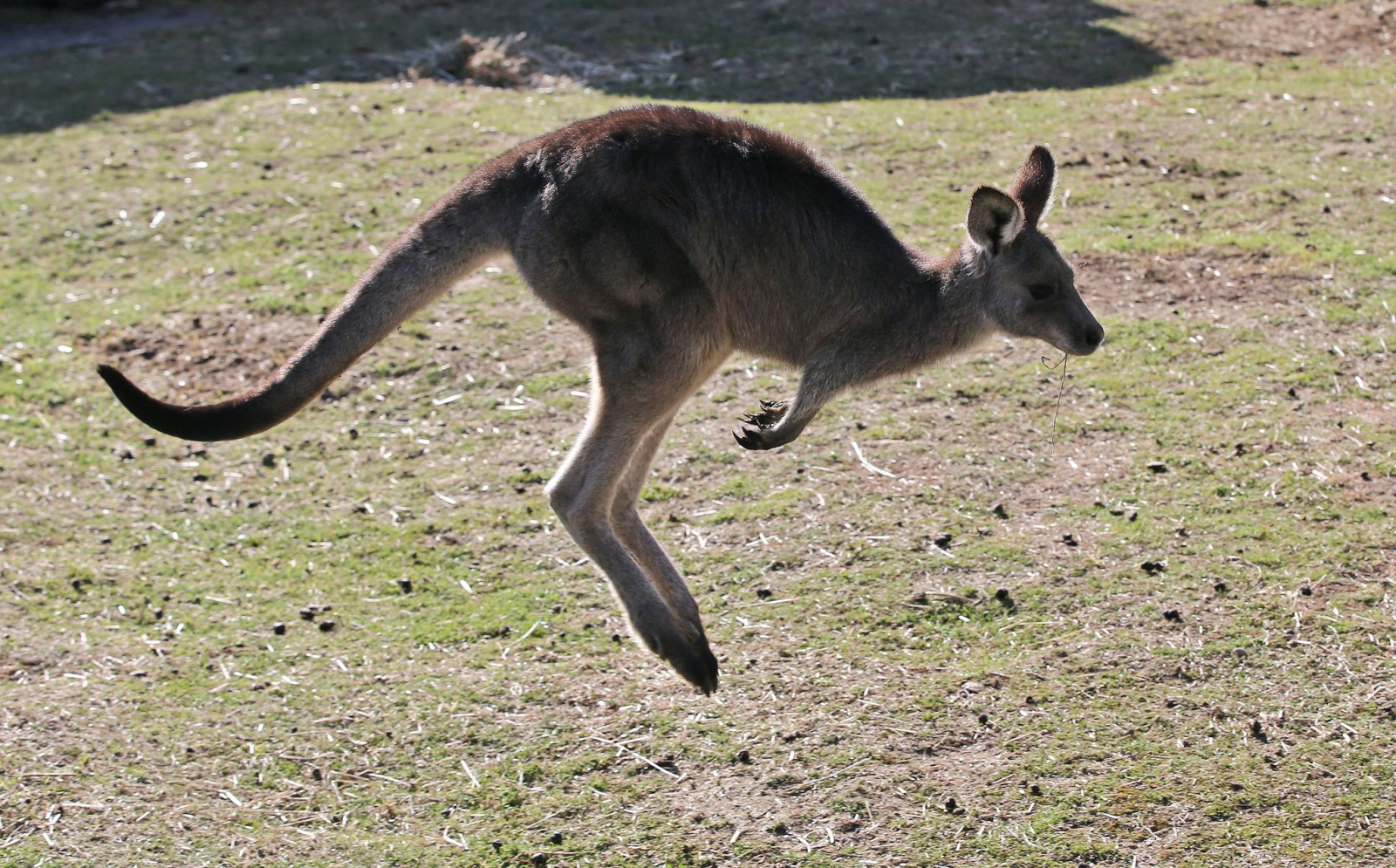 Ein Östliches Graues Riesenkänguru in Australien.