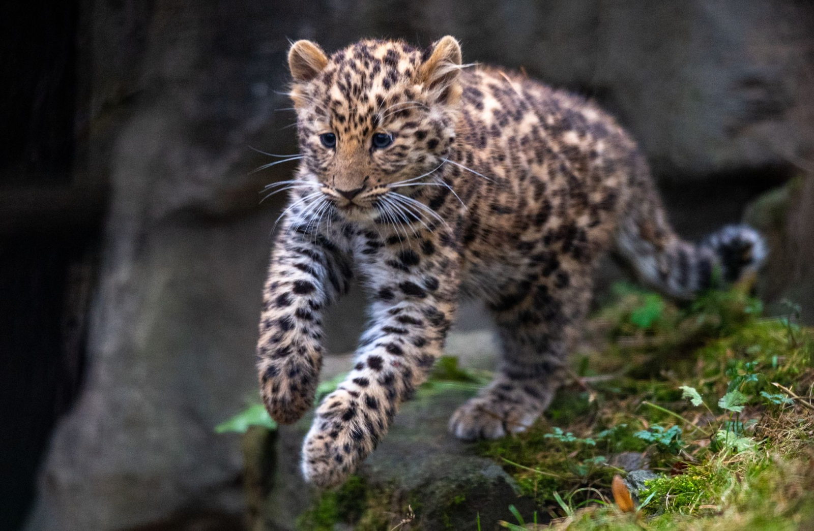 Ein Leopard entdeckt ein Zoogehege.