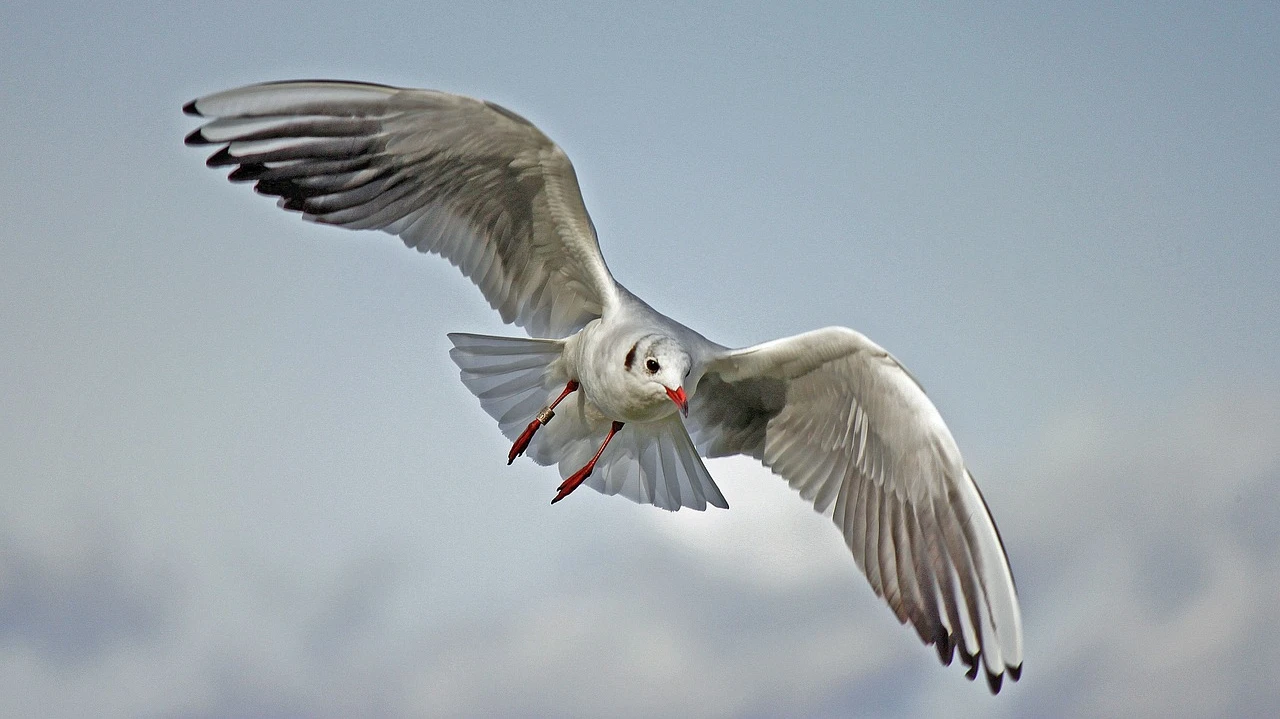 Bund erlässt Vogelgrippe-Massnahmen, © Norbert Lukács/Pixabay Bund erlässt Vogelgrippe-Massnahmen, © Norbert Lukács/Pixabay