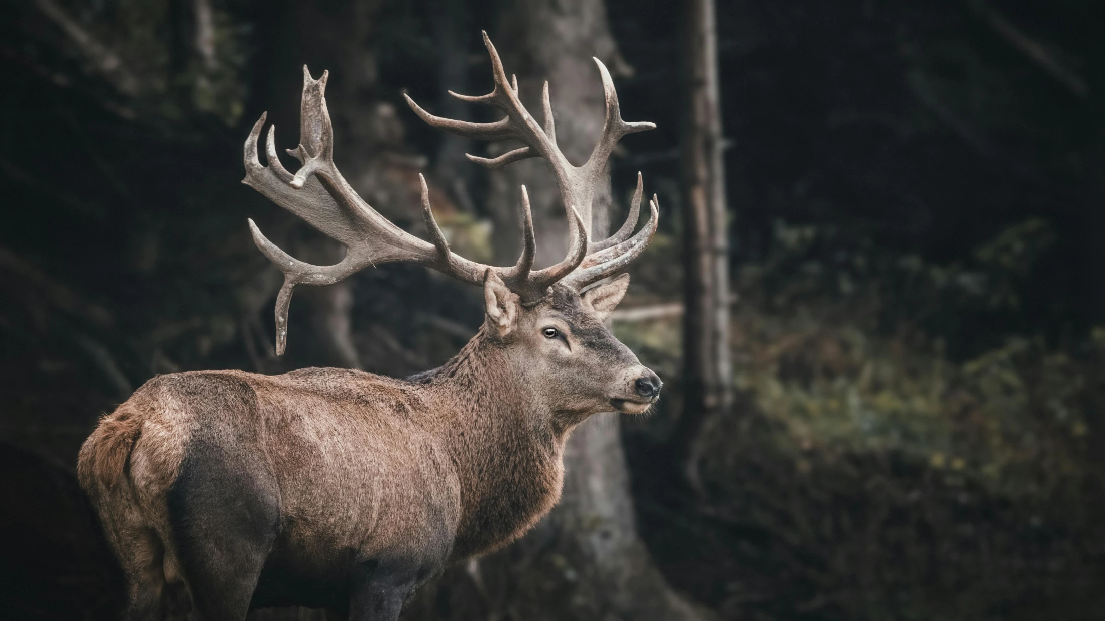 Hirsch Geweih, © Simon Rizzi Hirsch Geweih, © Simon Rizzi