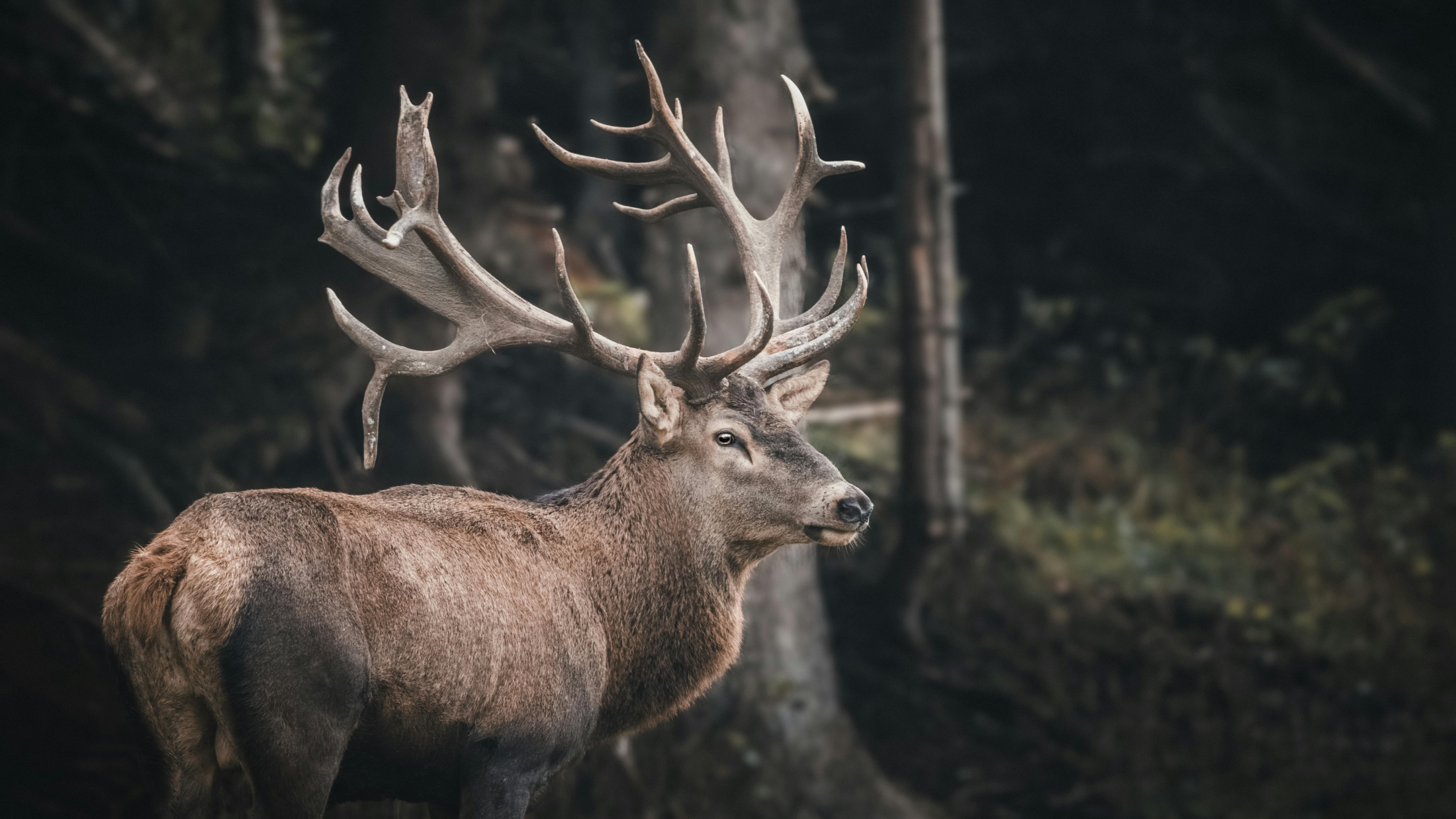 Hirsch Geweih, © Simon Rizzi