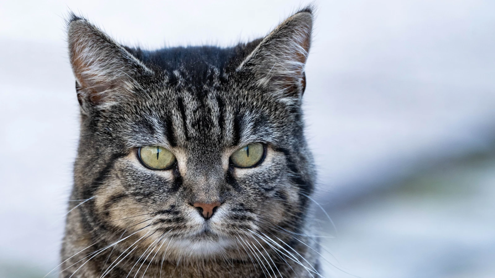 Sabah Saatlerinde A6 Otoyolunda İki Yavru Kedi Kurtarıldı, © dpa Sabah Saatlerinde A6 Otoyolunda İki Yavru Kedi Kurtarıldı, © dpa