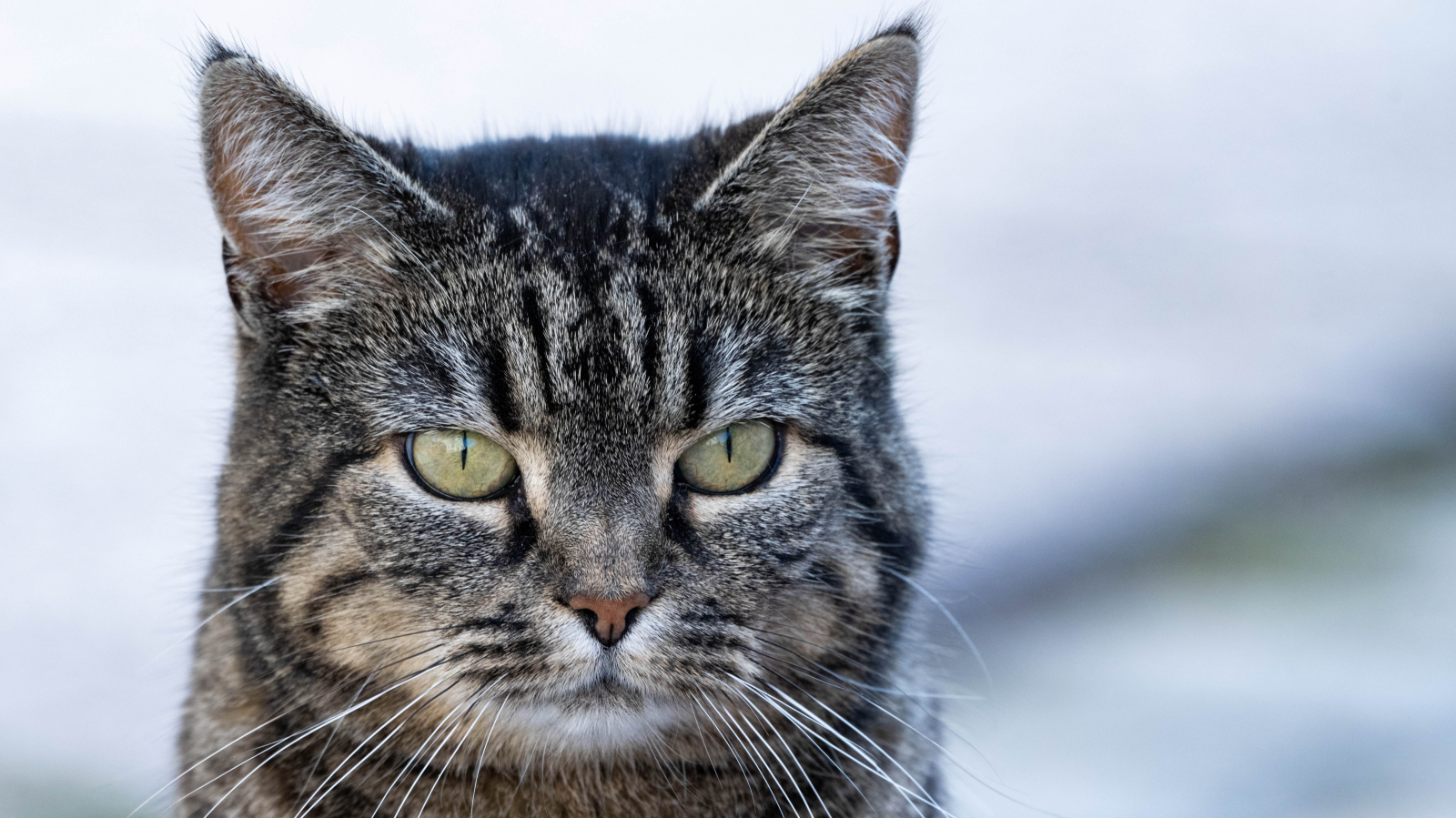 Sabah Saatlerinde A6 Otoyolunda İki Yavru Kedi Kurtarıldı, © dpa