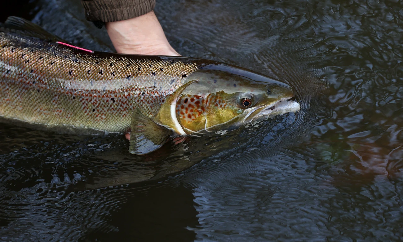 Lachs Glarnerland Fisch Zucht Essen Mollis, © Keystone-SDA Lachs Glarnerland Fisch Zucht Essen Mollis, © Keystone-SDA