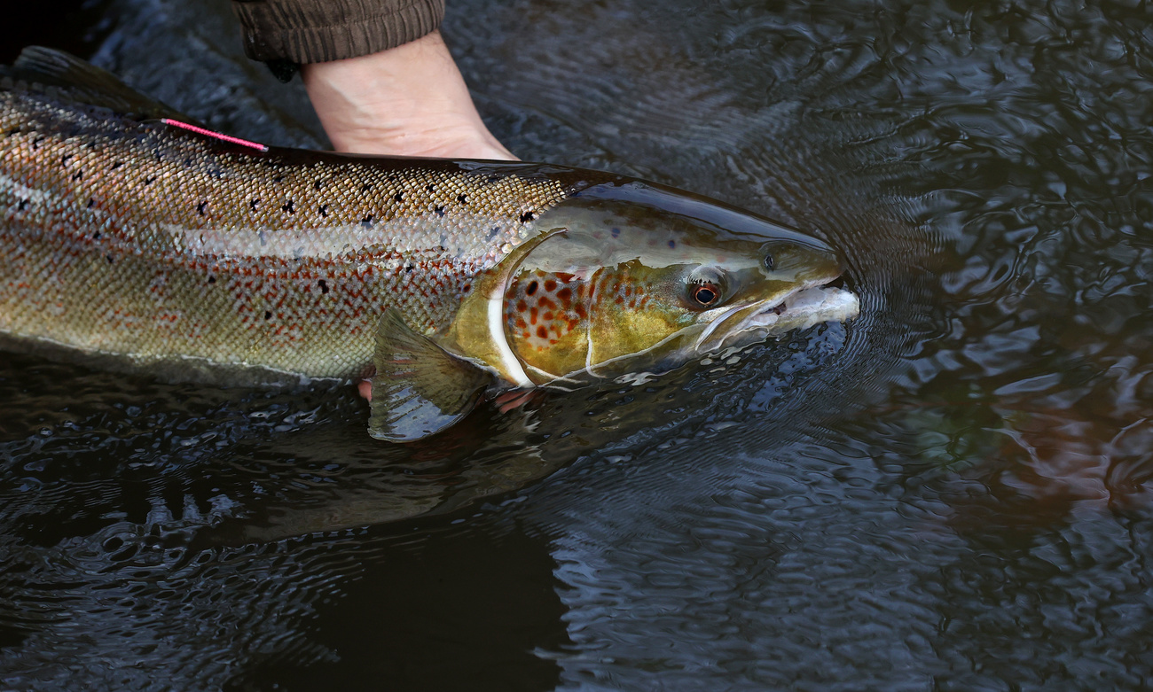 Lachs Glarnerland Fisch Zucht Essen Mollis, © Keystone-SDA