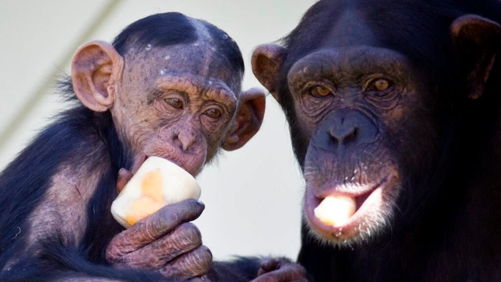 Warum Affen besser jodeln als Menschen, © Keystone / SDA / Symbolbild Warum Affen besser jodeln als Menschen, © Keystone / SDA / Symbolbild