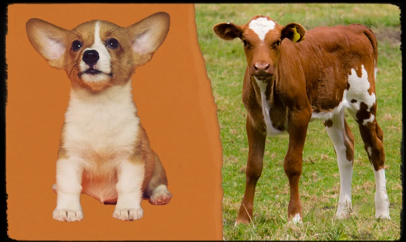 Was ist eigentlich Speziesismus? Was ist eigentlich Speziesismus?