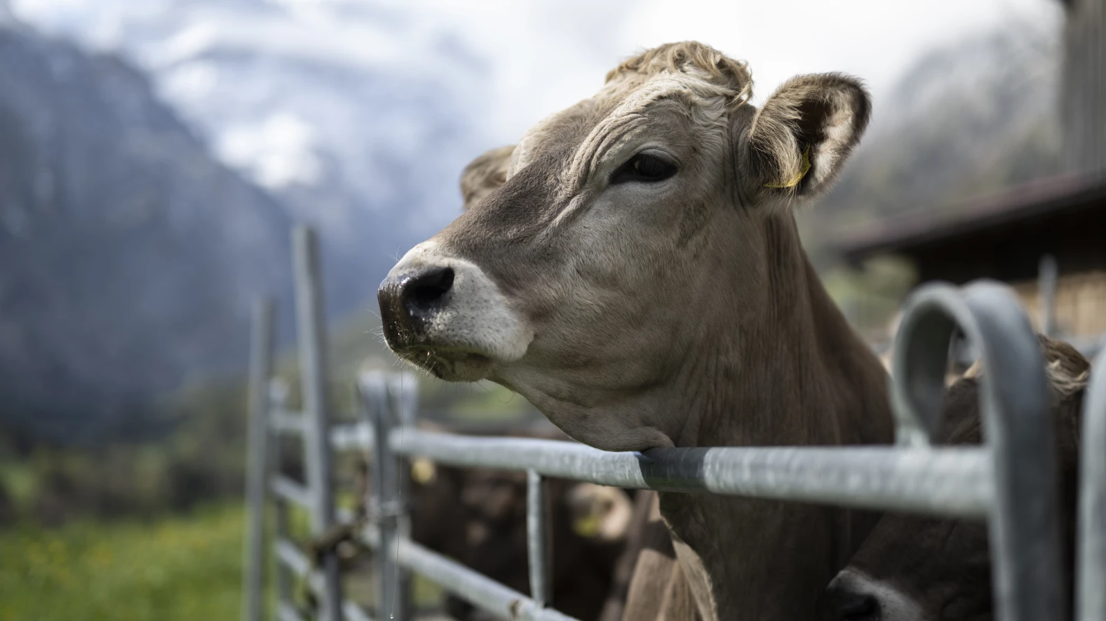 Bundesrat will Kontrollen in der Landwirtschaft reduzieren, © Keystone/SDA Bundesrat will Kontrollen in der Landwirtschaft reduzieren, © Keystone/SDA