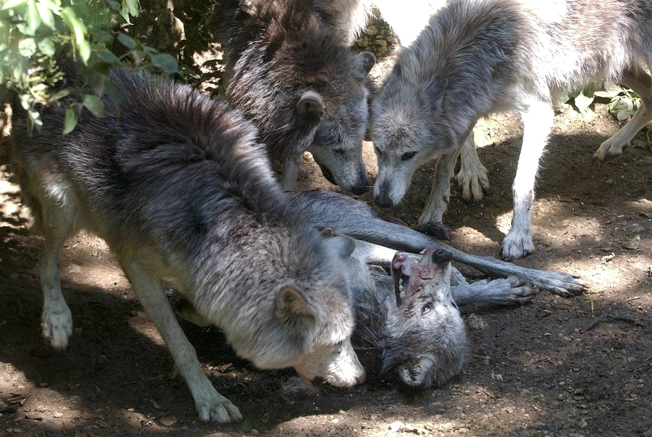 Der Kanton St. Gallen will Wolfsrudel töten