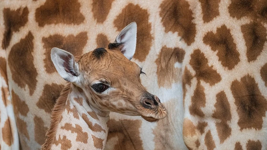 Geburt einer seltenen «Wüstenblume», © Zoo Basel Geburt einer seltenen «Wüstenblume», © Zoo Basel