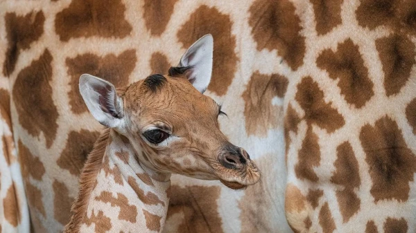 Geburt einer seltenen «Wüstenblume», © Zoo Basel Geburt einer seltenen «Wüstenblume», © Zoo Basel