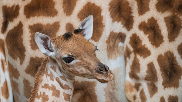 Geburt einer seltenen «Wüstenblume», © Zoo Basel