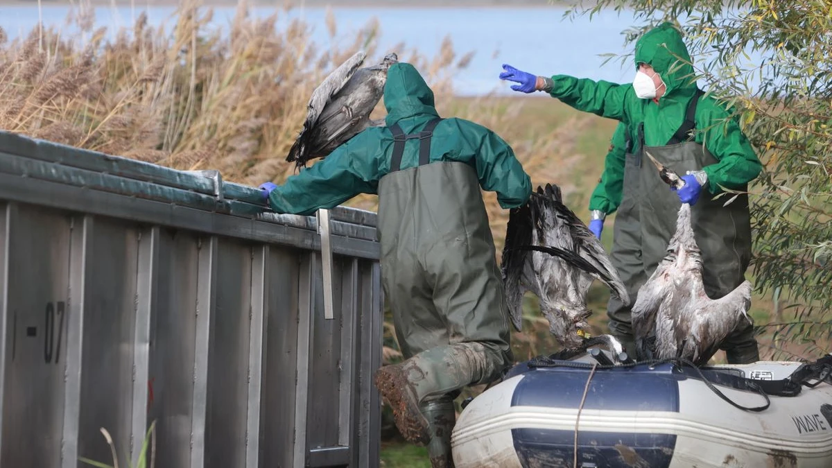 Rheinland-Pfalz'da Kuş Gribi Alarmı! , © Matthias Bein/dpa Rheinland-Pfalz'da Kuş Gribi Alarmı! , © Matthias Bein/dpa