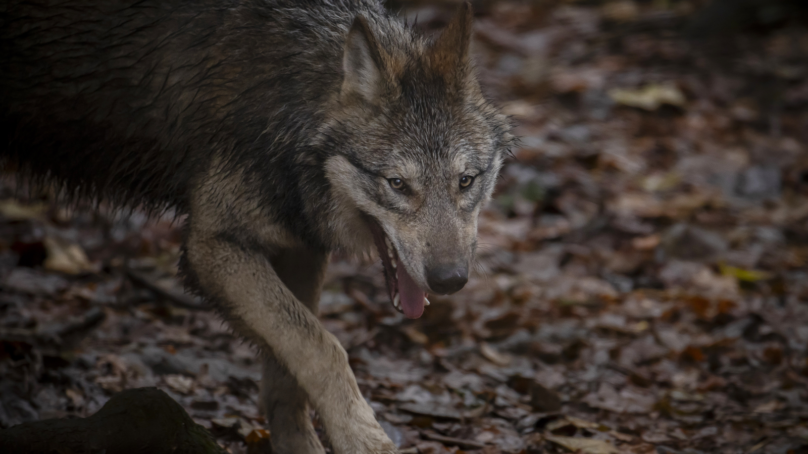 Jungwolf im St.Galler Weisstannental erlegt, © Keystone / Michael Buholzer