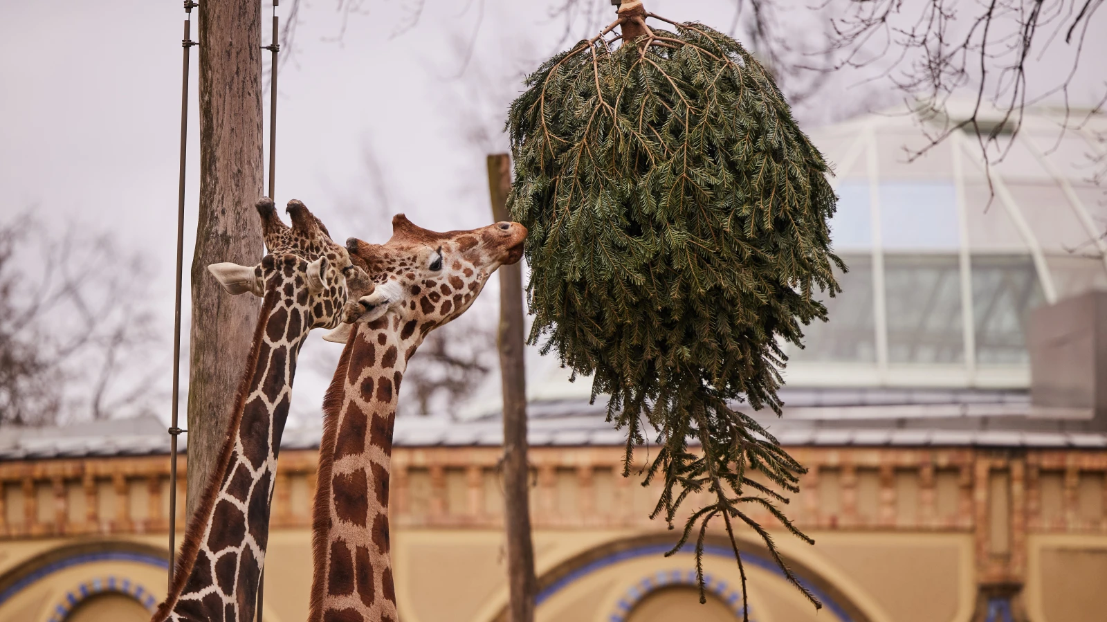 Berlin Hayvanat Bahçesi Yeniden Açılıyor, Tierpark Kapalı!, © dpa Berlin Hayvanat Bahçesi Yeniden Açılıyor, Tierpark Kapalı!, © dpa