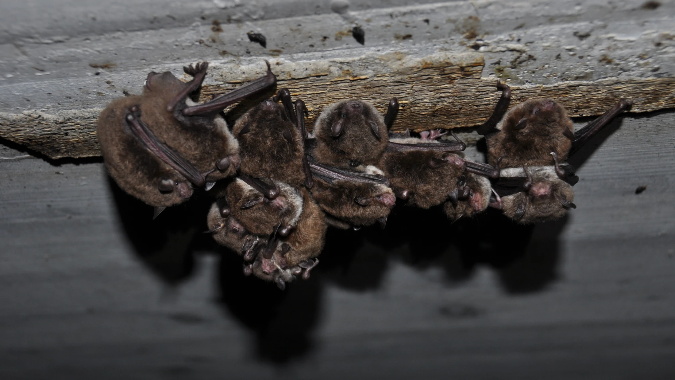 © Hansueli Alder © Hansueli Alder