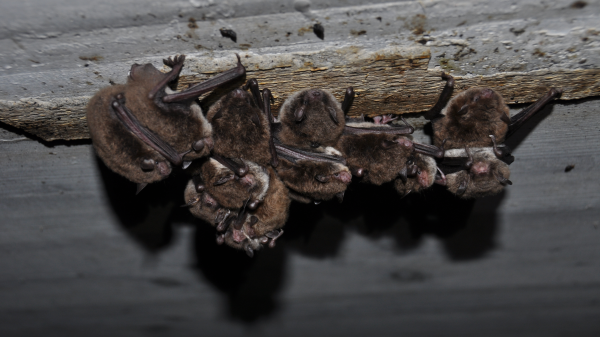 Stadttiere - Die Fledermaus, © Hansueli Alder