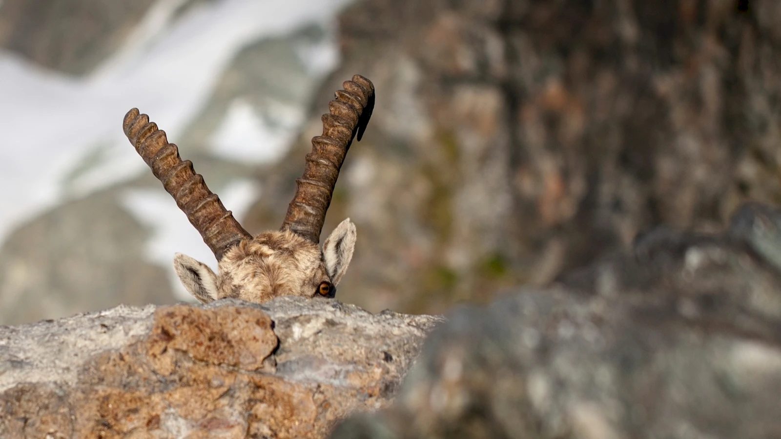 Besserer Schutz geschützter Tierarten in Liechtenstein, © Keystone / OBS / Schweizer Tierschutz STS / Symbolbild Besserer Schutz geschützter Tierarten in Liechtenstein, © Keystone / OBS / Schweizer Tierschutz STS / Symbolbild
