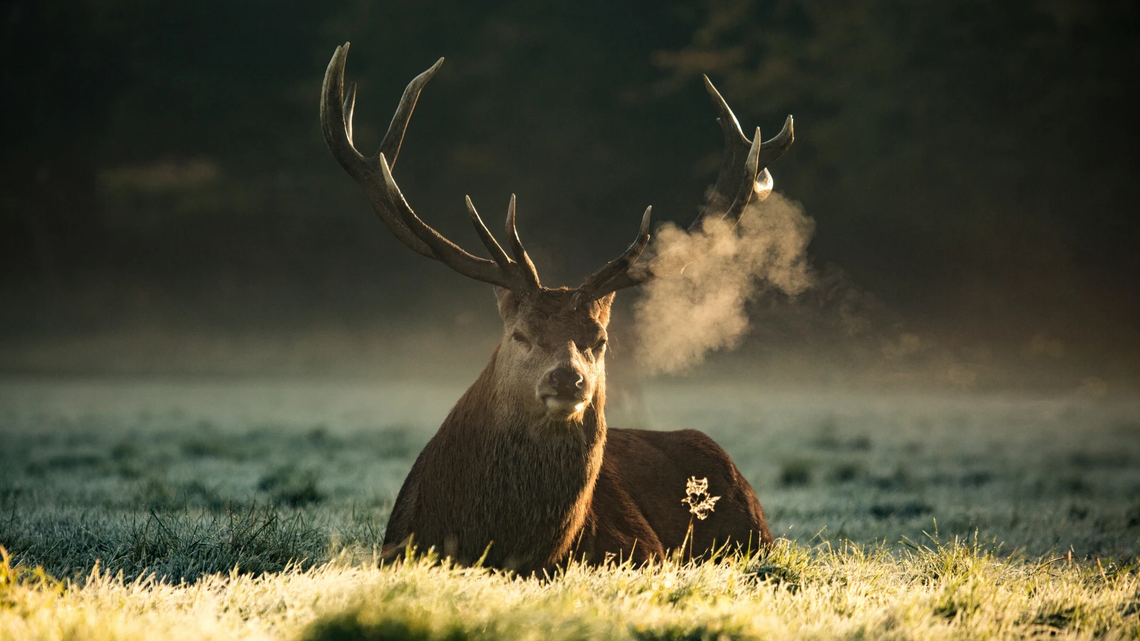 Wildtierpassage könnte bald kommen, © Unsplash/Diana Parkhouse Wildtierpassage könnte bald kommen, © Unsplash/Diana Parkhouse