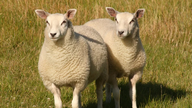 Türkiye'de Çiçek ve Şarbon Alarmı: Hayvanların Meraya Çıkışı Yasaklandı, © shutterstock Türkiye'de Çiçek ve Şarbon Alarmı: Hayvanların Meraya Çıkışı Yasaklandı, © shutterstock