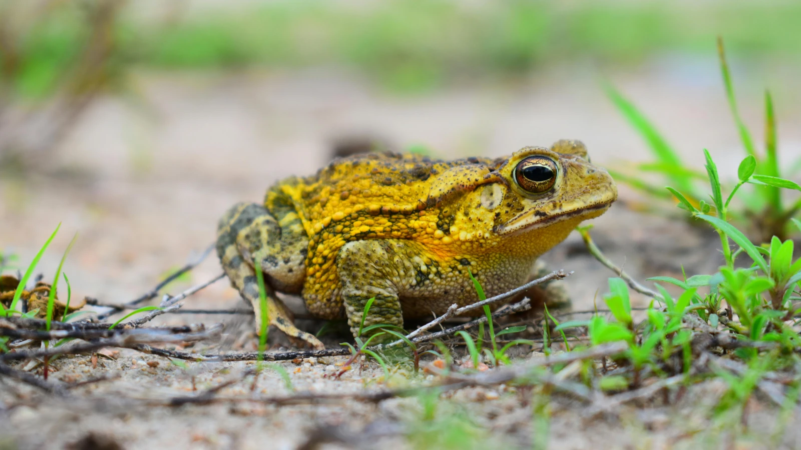 Erste Straßensperrungen wegen Krötenwanderung: Vorsicht in Gewässernähe, © MONICA SOSA CORTEZ Erste Straßensperrungen wegen Krötenwanderung: Vorsicht in Gewässernähe, © MONICA SOSA CORTEZ