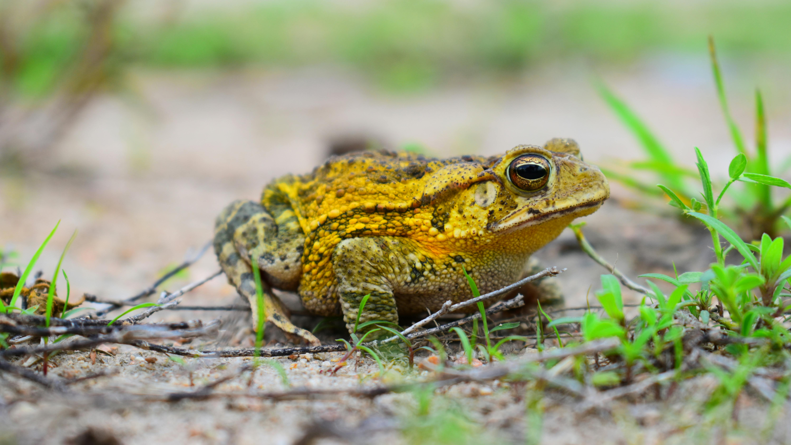 Erste Straßensperrungen wegen Krötenwanderung: Vorsicht in Gewässernähe, © MONICA SOSA CORTEZ