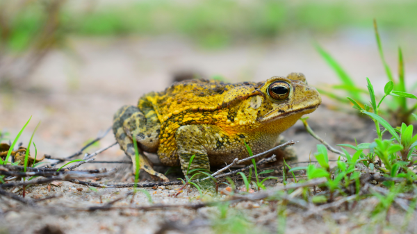 Erste Straßensperrungen wegen Krötenwanderung: Vorsicht in Gewässernähe, © MONICA SOSA CORTEZ