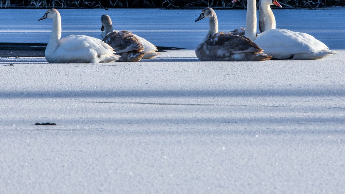 Yetkililer Uyardı: Bremen’de Buz Yüzeyleri Henüz Güvenli Değil!, © Jens Büttner/dpa